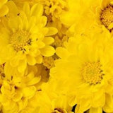 [INNISFREE] Chrysanthemum Lady Cleanser 200ml | Just US$6.98! Shop now at StyleFollow